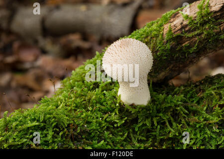 Comune, puffball warted puffball, Flaschen-Stäubling, Flaschenstäubling, Lycoperdon perlatum, Lycoperdon gemmatum Foto Stock