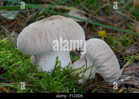 Comune, puffball warted puffball, Flaschen-Stäubling, Flaschenstäubling, Lycoperdon perlatum, Lycoperdon gemmatum Foto Stock