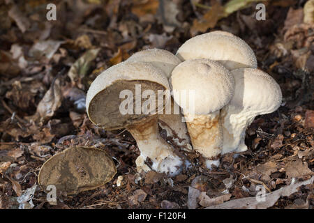 Comune, puffball warted puffball, Flaschen-Stäubling, Flaschenstäubling, Lycoperdon perlatum, Lycoperdon gemmatum Foto Stock