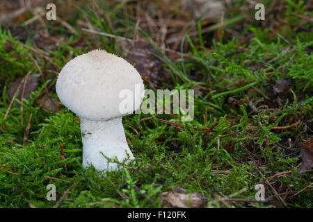 Comune, puffball warted puffball, Flaschen-Stäubling, Flaschenstäubling, Lycoperdon perlatum, Lycoperdon gemmatum Foto Stock