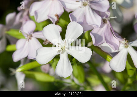 Soapwort comune, bouncing-bet, crow sapone, wild dolce William, soapweed, Echtes Seifenkraut, Seifenwurz, Saponaria officinalis Foto Stock