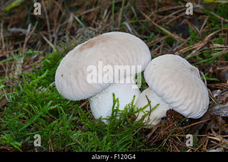 Comune, puffball warted puffball, Flaschen-Stäubling, Flaschenstäubling, Lycoperdon perlatum, Lycoperdon gemmatum Foto Stock