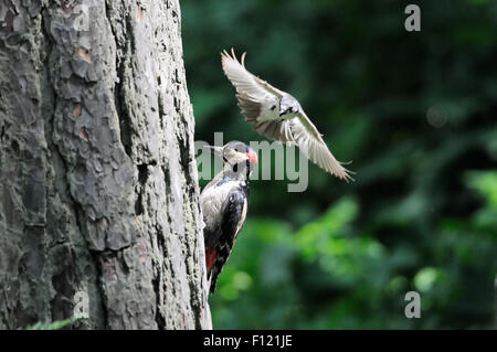 Per proteggere il suo nido Pied Flycatcher attacchi Picchio rosso maggiore Foto Stock