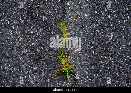 Strada danneggiata, erba verde cresce in incrinato marciapiede di asfalto. Potenza della natura Foto Stock