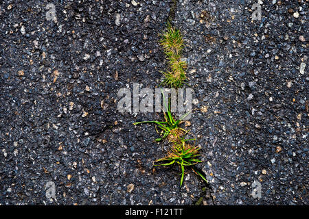 Strada danneggiata, erba verde cresce in incrinato marciapiede di asfalto. Potenza della natura Foto Stock