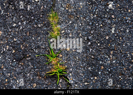 Strada danneggiata, erba verde cresce in incrinato marciapiede di asfalto. Potenza della natura Foto Stock