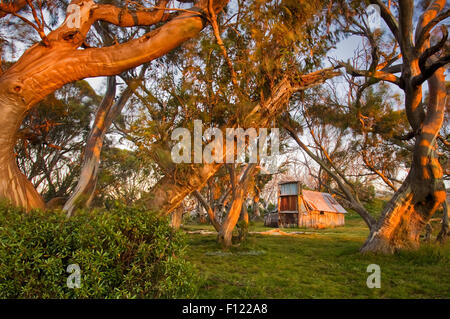 Famoso Wallaces Hut alla luce del primo mattino. Foto Stock