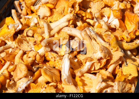 Cantharellus cibarius Foto Stock