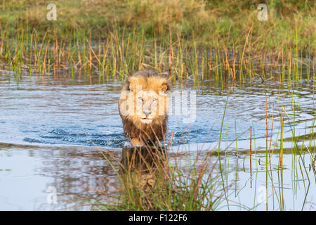 African Safari Big 5: Lion (Panthera leo) che attraversa un fiume nelle prime ore del mattino nella riserva di Duba, Okavango Delta, il Kalahari, nord Botswana, Sud Africa Foto Stock