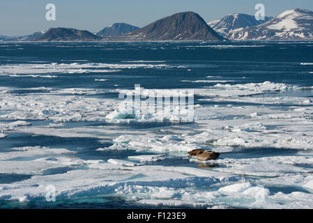 Norvegia, il Mare di Barents, Svalbard, Sjuoyane, sette isole. Northeast-Svalbard Riserva Naturale. Tricheco (WILD: Odobenus roamerus) Foto Stock