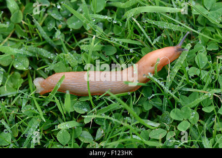 Tan variazione di colore di un spagnolo slug, Arion vulgaris, su erba, Berkshire, Agosto Foto Stock