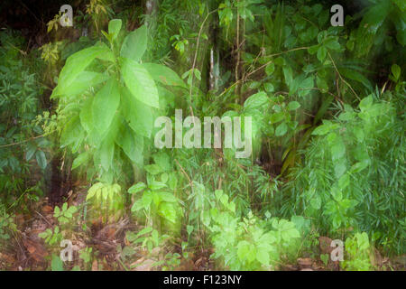 Impressione della foresta pluviale nel parco nazionale di Soberania, Repubblica di Panama. Foto Stock