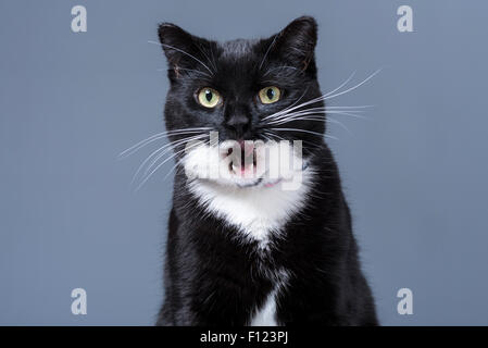 Testa e spalle studio shot di bianco e nero gatto domestico sbadigli Foto Stock