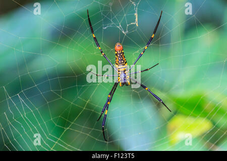 Grande crociera tropicale - nephila (golden orb) sul web Foto Stock