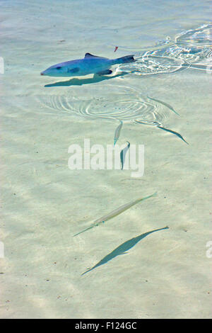 Piccolo pesce Isla Contoy in Messico froath e la schiuma di mare goccia giornata soleggiata wave Foto Stock