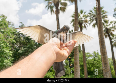 Pigeon mangiare semi da una mano d'uomo. Foto Stock