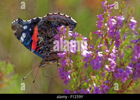 Red admiral (Vanessa Atalanta) alimentazione su heather Foto Stock