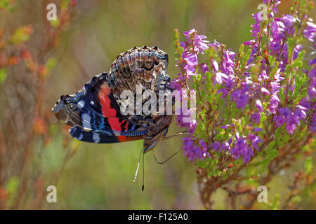 Red admiral (Vanessa Atalanta) alimentazione su heather Foto Stock