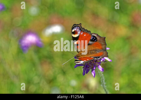 Farfalla pavone (Inachis io) alimentazione su un fiore di campo (scabious Knautia arvense) Foto Stock