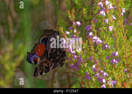 Farfalla pavone (Inachis io) alimentazione su un fiore di Heather Foto Stock