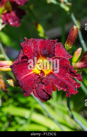 Delicato daylily rosso dopo una pioggia Foto Stock