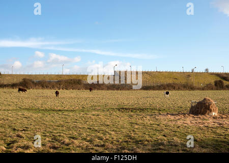 Il pascolo di bestiame sulla ex RAF stazione radar a Bawdsey, Suffolk, Regno Unito. Foto Stock