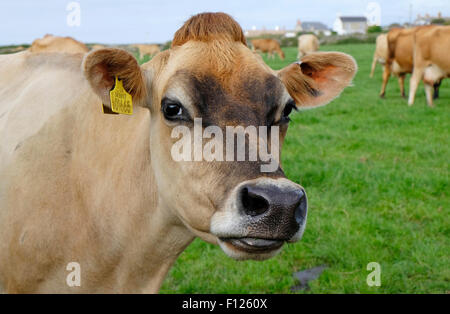 Jersey mucca in campo, Cornwall, Inghilterra Foto Stock