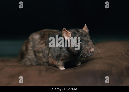 Addomesticazione pet rat Foto Stock