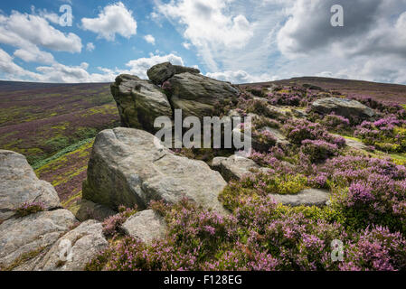 Il worm pietre vicino a Glossop nel Derbyshire. Affioramento Gritstone tra blooming heather su mori. Foto Stock