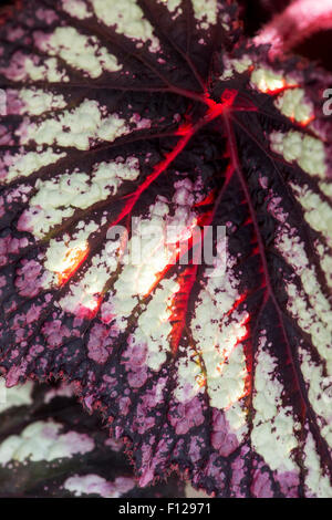 Begonia 'fuochi d'artificio' lascia Foto Stock