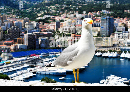 Primo piano di un gabbiano con il Porto Ercole a La Condamine e Monte Carlo, a Montecarlo in background Foto Stock
