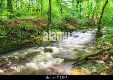 Il fiume Bedalder a Warleggan su Bodmin Moor in Cornovaglia, noto anche come il fiume Warleggan Foto Stock