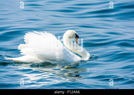 Il White Swan (Cygnus olor) nuotare in acqua Foto Stock