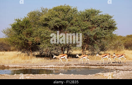 Springbocks, Central Kalahari Game Reserve, Botswana, Antidorcas marsupialis Foto Stock