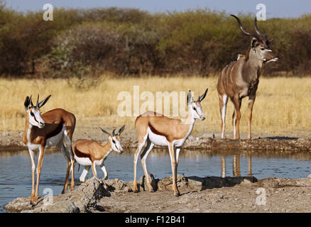 Springbocks, Central Kalahari Game Reserve, Botswana, Antidorcas marsupialis Foto Stock