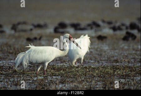 Gru bianca siberiana (Grus leucogeranus) adulto di Keoladeo Ghana Santuario Bharatpur Rajasthan in India Foto Stock