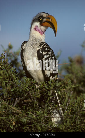 Giallo orientale-fatturati Hornbill (Tockus flavirostris) maschio adulto Samburu Game Reserve Kenya Foto Stock