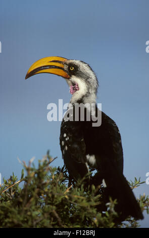 Giallo orientale-fatturati Hornbill (Tockus flavirostris) maschio adulto Samburu Game Reserve Kenya Foto Stock