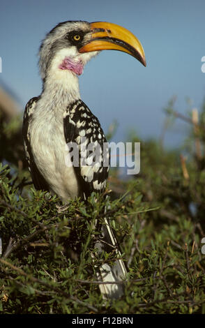 Giallo orientale-fatturati Hornbill (Tockus flavirostris) maschio adulto Samburu Game Reserve Kenya Foto Stock