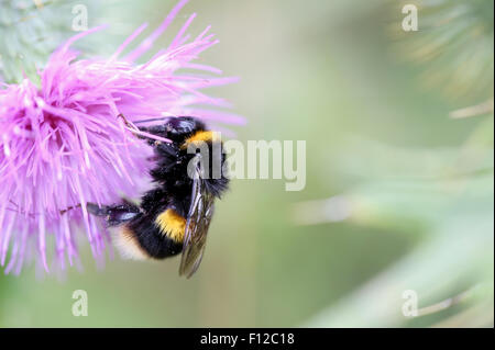 A Honey Bee covered in pollen climbing over a thistle flower in late summer in a meadow in england. Its a close up macro shot of the Bee busy working Foto Stock