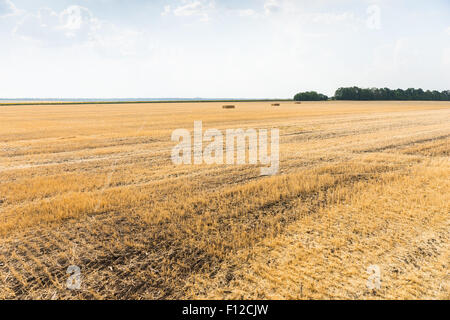 Stoppie di grano in un campo di raccolta in una fattoria o ranch con un paio di balle rimanenti visibile in lontananza Foto Stock