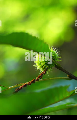 Sweet Chestnut sulla struttura ad albero Foto Stock