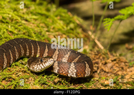 Acqua settentrionale Snake Foto Stock