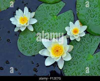 Ninfea Bianca. (Nymphaea alba). Foto Stock