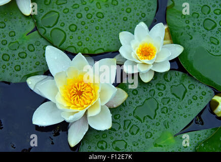 Ninfea Bianca. (Nymphaea alba). Foto Stock