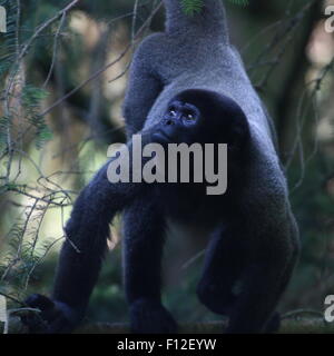 Marrone o Humboldt's lanosi scimmia (Lagothrix lagotricha) in alto in una struttura ad albero Foto Stock