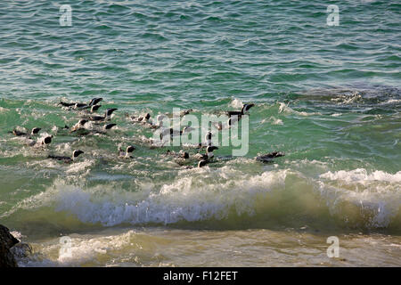 I Penguins africani nuoto insieme a Boulders Beach, Città del Capo Foto Stock