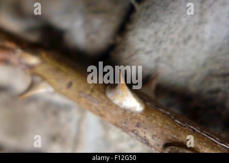 Spina di rosaio. Foto Stock