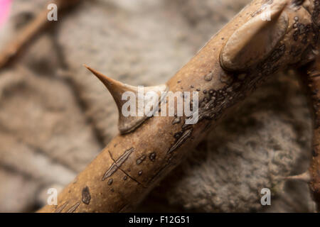 Spina di rosaio. Foto Stock