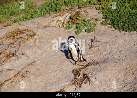 Pinguino africano (Spheniscus demersus) passeggiate sulla spiaggia di sabbia di ocean Foto Stock